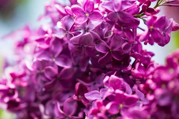 Lilac Flowers Beautiful Spring Background Flowering Lilac Selective Soft Focus — Stock Photo, Image