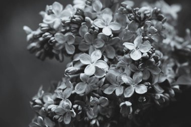 Leylak çiçekleri. Çiçekli leylağın güzel bahar arkaplanı. Seçici yumuşak odak, yüzeysel alan derinliği. Bulanık görüntü, bahar arkaplanı. Mor, eflatun ve beyaz.