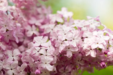 Leylak çiçekleri. Çiçekli leylağın güzel bahar arkaplanı. Seçici yumuşak odak, yüzeysel alan derinliği. Bulanık görüntü, bahar arkaplanı. Mor, eflatun ve beyaz.