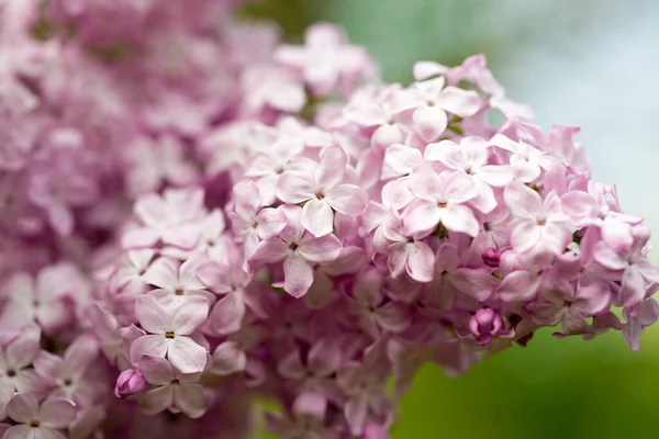 Flores Lilás Fundo Bela Primavera Floração Lilás Foco Suave Seletivo — Fotografia de Stock
