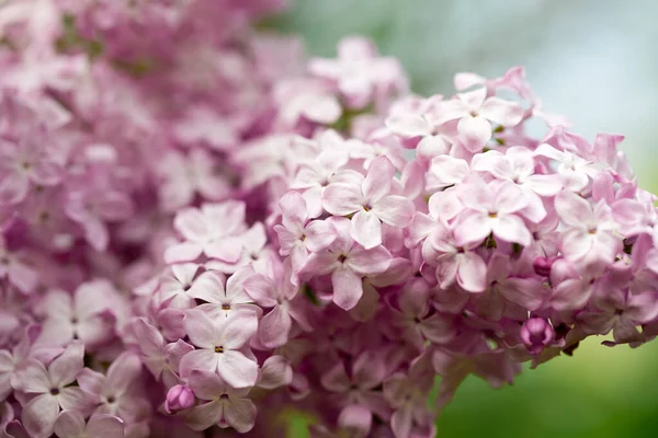 Lilac flowers. Beautiful spring background of flowering lilac. Selective soft focus, shallow depth of field. Blurred image, spring background. Purple, lilac and white.