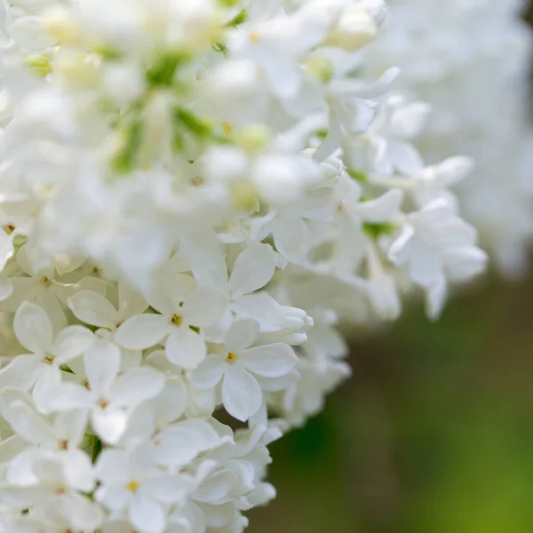 Lilacblommor Vacker Vår Bakgrund Blommande Lila Selektivt Mjukt Fokus Kort — Stockfoto