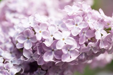 Leylak çiçekleri. Çiçekli leylağın güzel bahar arkaplanı. Seçici yumuşak odak, yüzeysel alan derinliği. Bulanık görüntü, bahar arkaplanı. Mor, eflatun ve beyaz.