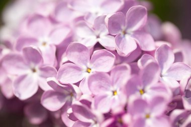 Leylak çiçekleri. Çiçekli leylağın güzel bahar arkaplanı. Seçici yumuşak odak, yüzeysel alan derinliği. Bulanık görüntü, bahar arkaplanı. Mor, eflatun ve beyaz.