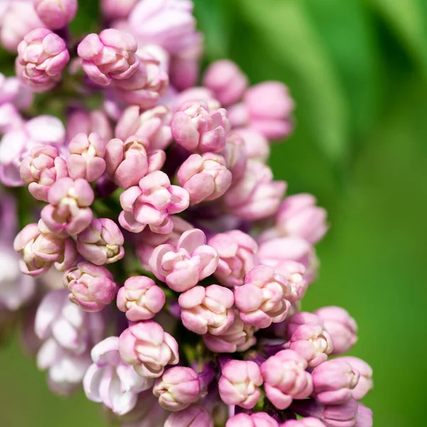 Flores Lilás Fundo Bela Primavera Floração Lilás Foco Suave Seletivo — Fotografia de Stock