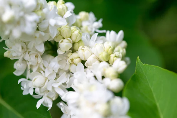 Lilac Flowers Beautiful Spring Background Flowering Lilac Selective Soft Focus — Stock Photo, Image