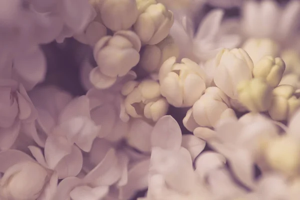 ライラックの花 ライラックの開花の美しい春の背景 選択的なソフトフォーカス フィールドの浅い深さ ぼやけたイメージ 春の背景 ライラック — ストック写真