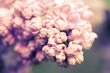 Leylak çiçekleri. Çiçekli leylağın güzel bahar arkaplanı. Seçici yumuşak odak, yüzeysel alan derinliği. Bulanık görüntü, bahar arkaplanı. Mor, eflatun ve beyaz.