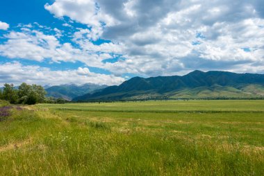 Yaz dağı manzarası. Yüksek dağların arka planında çiçek açan alanlar ve şifalı bitkiler. Kırgızistan
