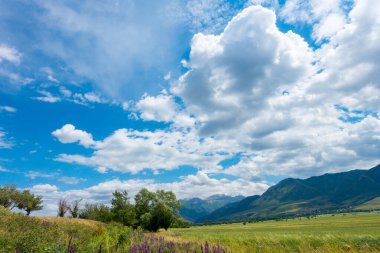 Yaz dağı manzarası. Yüksek dağların arka planında çiçek açan alanlar ve şifalı bitkiler. Kırgızistan