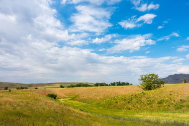 Yaz dağı manzarası. Yüksek dağların arka planında çiçek açan alanlar ve şifalı bitkiler. Kırgızistan