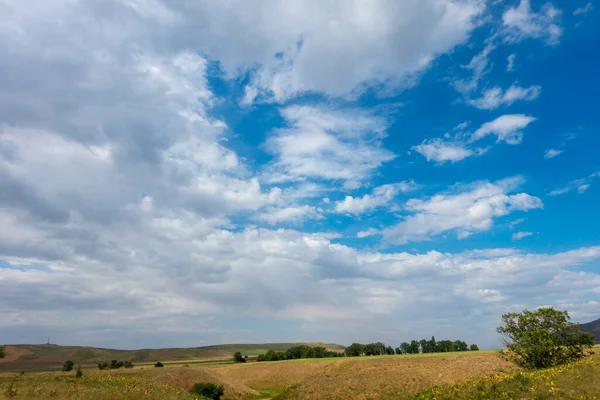 Yaz dağı manzarası. Yüksek dağların arka planında çiçek açan alanlar ve şifalı bitkiler. Kırgızistan