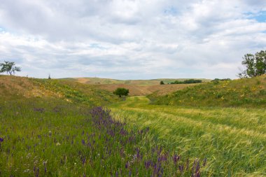 Yaz dağı manzarası. Yüksek dağların arka planında çiçek açan alanlar ve şifalı bitkiler. Kırgızistan