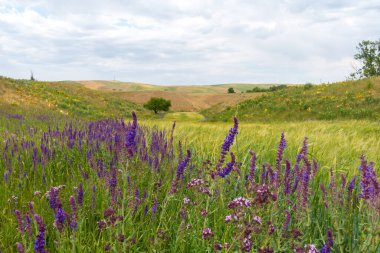 Tarlaların ve yılın arka planında tıbbi çiçekler var. Oregano, adaçayı. Vahşi doğada çiçek açan çalılar