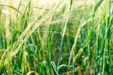 Buğday kulaklı bir tarla. Manzara ve doğal arka plan. Tarım. Ekmek topla.