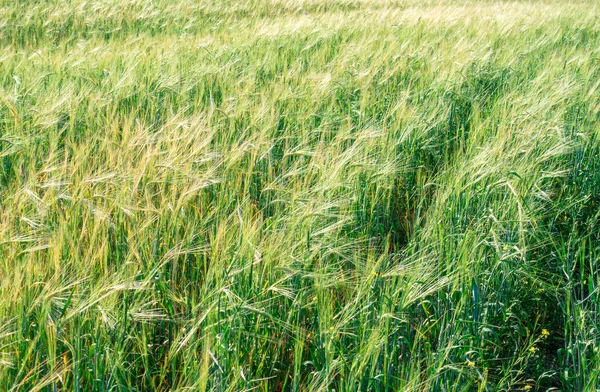 Een Veld Met Tarweoren Landschap Natuurlijke Natuur Achtergrond Landbouw Oogstbrood — Stockfoto