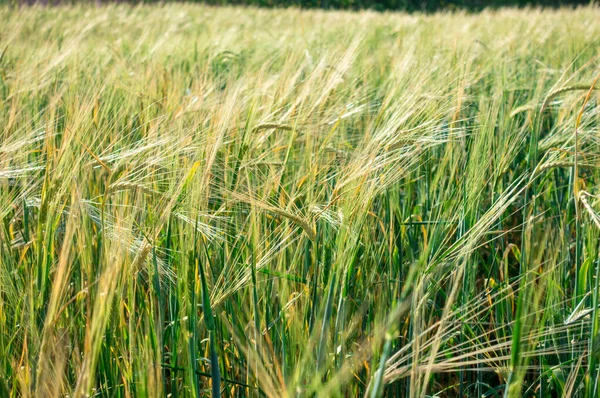 Ett Fält Med Veteöron Landskap Och Naturlig Natur Bakgrund Jordbruk — Stockfoto