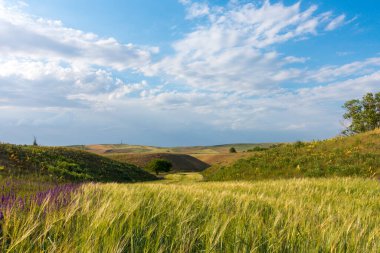 Yaz dağı manzarası. Yüksek dağların arka planında çiçek açan alanlar ve şifalı bitkiler. Kırgızistan