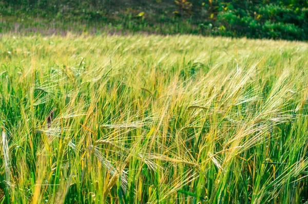 Ett Fält Med Veteöron Landskap Och Naturlig Natur Bakgrund Jordbruk — Stockfoto