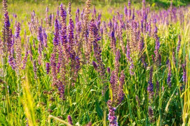 Salvia resmi çiçekleri. Çiçek açan bitkilerin doğal arka planı. Meadow Clary. Çayır çayı, Salvia pratensis. Vahşi çayırda mor çiçekler.
