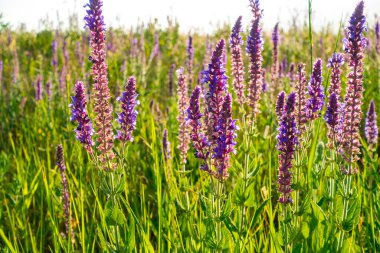 Salvia resmi çiçekleri. Çiçek açan bitkilerin doğal arka planı. Meadow Clary. Çayır çayı, Salvia pratensis. Vahşi çayırda mor çiçekler.