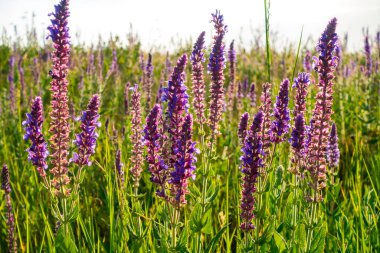 Salvia resmi çiçekleri. Çiçek açan bitkilerin doğal arka planı. Meadow Clary. Çayır çayı, Salvia pratensis. Vahşi çayırda mor çiçekler.