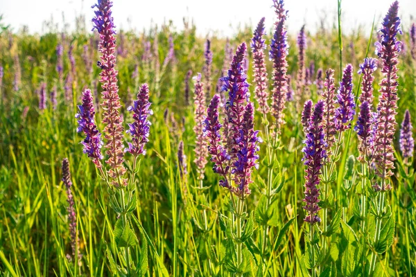 沙门氏花 草本植物开花的天然背景 Meadow Clarymeadow Sage Salvia Pratensis 野草地上的紫色花朵 — 图库照片
