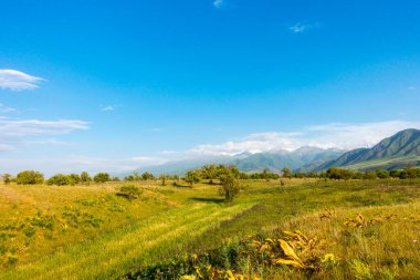 Yaz dağı manzarası. Yüksek dağların arka planında çiçek açan alanlar ve şifalı bitkiler. Kırgızistan