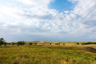 Yaz dağı manzarası. Yüksek dağların arka planında çiçek açan alanlar ve şifalı bitkiler. Kırgızistan