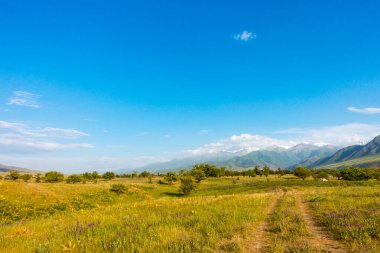 Yaz dağı manzarası. Yüksek dağların arka planında çiçek açan alanlar ve şifalı bitkiler. Kırgızistan