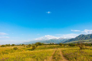 Yaz dağı manzarası. Yüksek dağların arka planında çiçek açan alanlar ve şifalı bitkiler. Kırgızistan