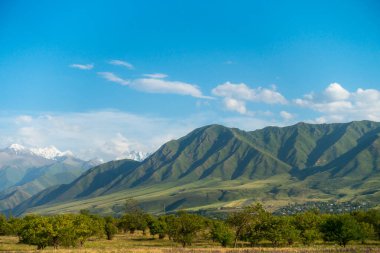 Yaz dağı manzarası. Yüksek dağların arka planında çiçek açan alanlar ve şifalı bitkiler. Kırgızistan
