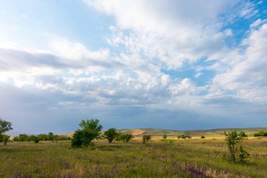 Yaz dağı manzarası. Yüksek dağların arka planında çiçek açan alanlar ve şifalı bitkiler. Kırgızistan