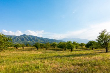 Yaz dağı manzarası. Yüksek dağların arka planında çiçek açan alanlar ve şifalı bitkiler. Kırgızistan