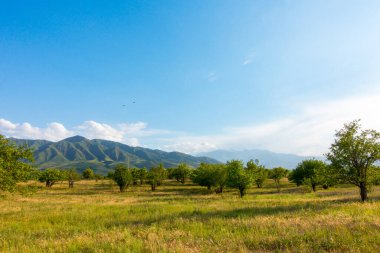 Yaz dağı manzarası. Yüksek dağların arka planında çiçek açan alanlar ve şifalı bitkiler. Kırgızistan