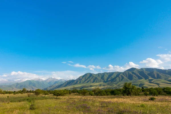 Verão Paisagem Montanha Campos Florescentes Ervas Medicinais Fundo Altas Montanhas — Fotografia de Stock