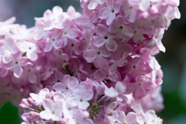 Pers leylak çiçekleri. Çiçekli leylağın güzel bahar arkaplanı. Seçici yumuşak odak, alanın sığ derinliği.