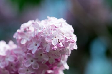 Pers leylak çiçekleri. Çiçekli leylağın güzel bahar arkaplanı. Seçici yumuşak odak, alanın sığ derinliği.