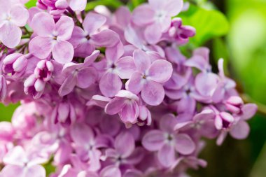 Pers leylak çiçekleri. Çiçekli leylağın güzel bahar arkaplanı. Seçici yumuşak odak, alanın sığ derinliği.