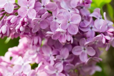 Pers leylak çiçekleri. Çiçekli leylağın güzel bahar arkaplanı. Seçici yumuşak odak, alanın sığ derinliği.