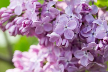 Pers leylak çiçekleri. Çiçekli leylağın güzel bahar arkaplanı. Seçici yumuşak odak, alanın sığ derinliği.