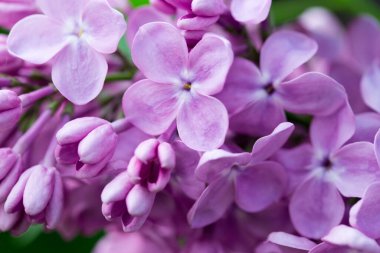 Pers leylak çiçekleri. Çiçekli leylağın güzel bahar arkaplanı. Seçici yumuşak odak, alanın sığ derinliği.