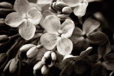 Pers leylak çiçekleri. Çiçekli leylağın güzel bahar arkaplanı. Seçici yumuşak odak, alanın sığ derinliği.