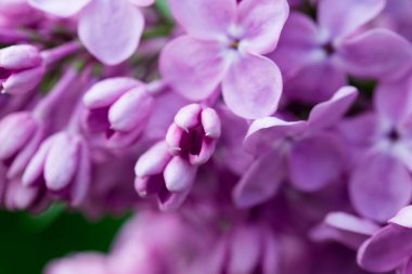 Pers leylak çiçekleri. Çiçekli leylağın güzel bahar arkaplanı. Seçici yumuşak odak, alanın sığ derinliği.
