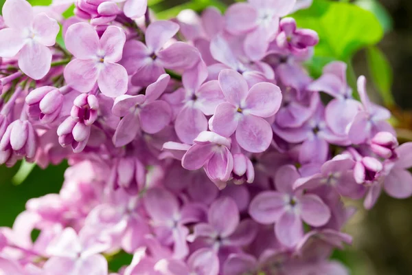 Flores Lilás Persas Fundo Bela Primavera Floração Lilás Foco Suave — Fotografia de Stock