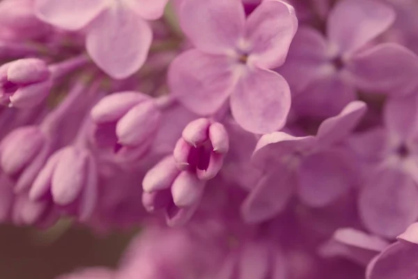 ペルシャライラックの花 ライラックの開花の美しい春の背景 選択的ソフトフォーカス フィールドの浅い深さ — ストック写真