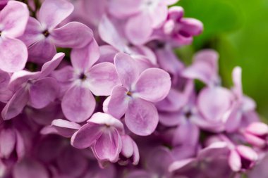 Pers leylak çiçekleri. Çiçekli leylağın güzel bahar arkaplanı. Seçici yumuşak odak, alanın sığ derinliği.
