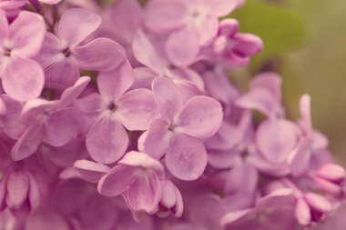 Pers leylak çiçekleri. Çiçekli leylağın güzel bahar arkaplanı. Seçici yumuşak odak, alanın sığ derinliği.