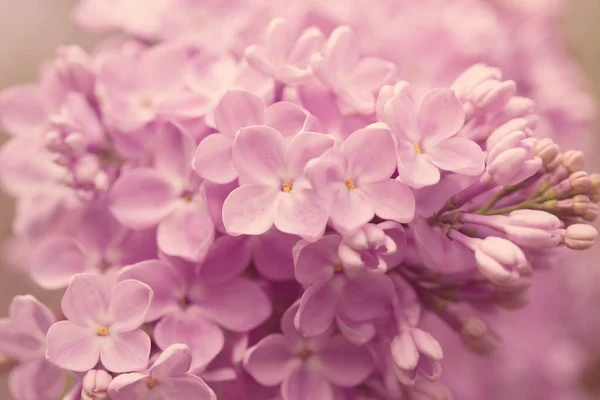 ペルシャライラックの花 ライラックの開花の美しい春の背景 選択的ソフトフォーカス フィールドの浅い深さ — ストック写真