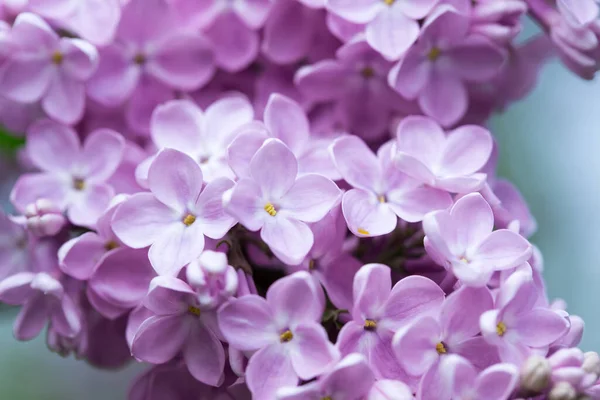 Flores Lilás Persas Fundo Bela Primavera Floração Lilás Foco Suave — Fotografia de Stock